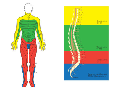 Dermatomes diagram. Correlation of the nerves and skin position. Frontal view and Spine correlation