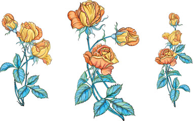 Bright flowers roses. Floral composition. yellow flowers. Vector flowers. Rose.