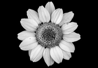 Black and White Macro of a Beautiful Daisy in Nature