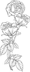 Graphic roses. Flower arrangement. Roses. Vector roses. 