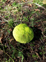 Green fruit of Osage orange laying on a ground