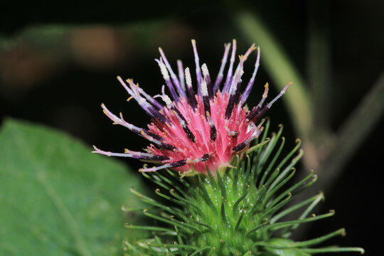 Natural Lesser Burdock Flower Photo