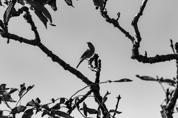 A black and white image of a common Chiffchaff perched in a tree.