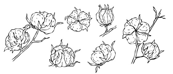 Linear sketches of a cotton plant. Vector graphics. 