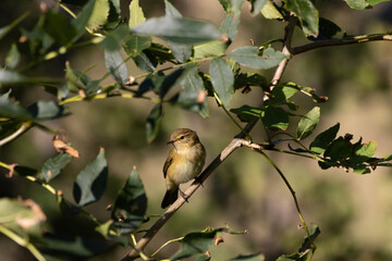 A Common Chiffchaff (Phylloscopus collybita) perched in a tree.
