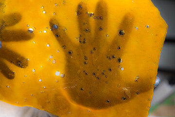 Naklejka na ściany i meble Gloved Hand Examines Cannabis Extract