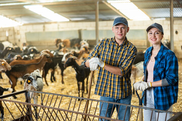 Positive skilled couple of farmers, engaged in dairy goats rearing standing with tools in goat shed...