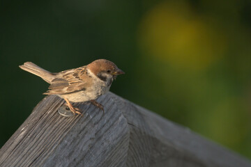 spatz, bird, wild lebende tiere, ast, gering, passer, jung,
