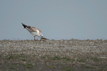 bird, beach, wasser, wild lebende tiere, gull, möve, 