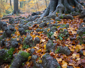 Old tree in autumn