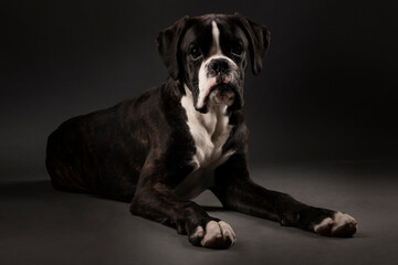 boxer dog 