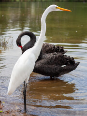 Obraz premium great white heron