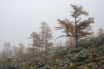 Autumn misty landscape. Larch trees with autumn yellow needles on a rocky mountain slope. Overcast weather. Low clouds. Fog. Traveling and hiking in northern nature. Trees among stones. Foggy forest.