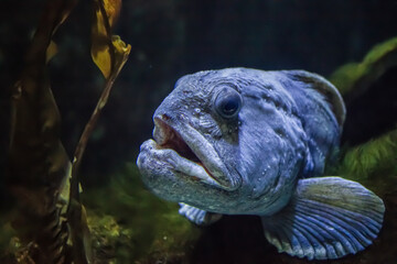 aquarium fish