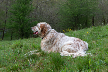 An English setter laying in the grass.
