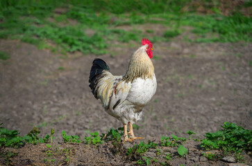 Proud and lonely rooster stands in garden