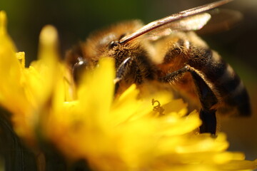 Bright yellow abstract bee close up on dandelion flower in spring