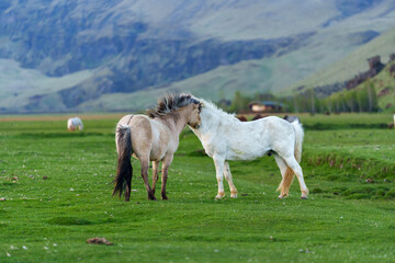 Obraz premium horses in viking lands in iceland