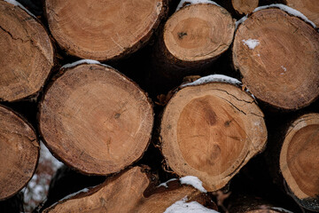 Fototapeta premium pile of logs covered with snow