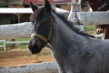 A young gray and white pony horse standing and waiting his turn  on riding training track in the horse farm. He is looking at the camera behind the fence