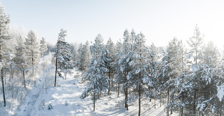 Forest in snow. Aerial view of a winter woods Snowy tree branch in a view of the winter forest