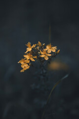 Flower with yellow leaves in moody blue dark background