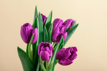 Purple tulips on light beige background. Spring holidays concept. Closeup
