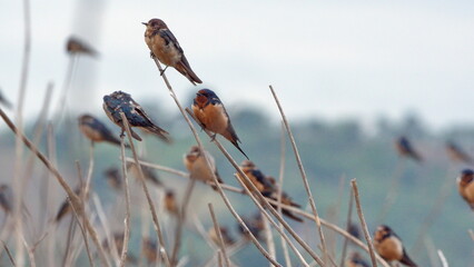 Flock of barn swallows (Hirundo rustica) perched on a stick in the La Segua wetlands near Chone, Ecuador © Angela