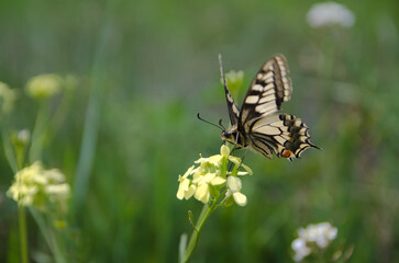 Macro of a Beautiful Butterfly Perched on a Flower