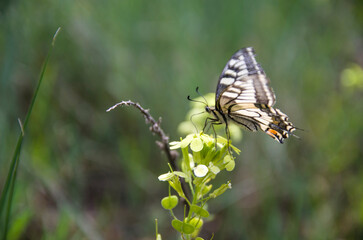 Macro of a Beautiful Butterfly Perched on a Flower