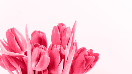 Tulip flowers toned in viva magenta color. Color of the year 2023. Spring holidays concept. Closeup
