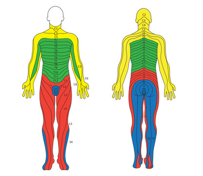Dermatomes diagram. Correlation of the nerves and skin position. Frontal and back view
