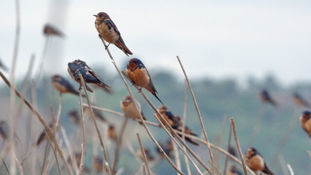 Flock of barn swallows (Hirundo rustica) perched on a stick in the La Segua wetlands near Chone, Ecuador - Powered by Adobe