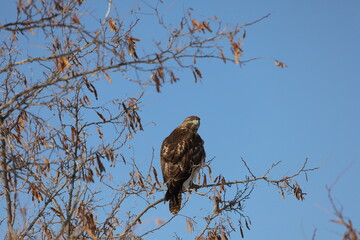 Western Red Tail Hawk Perched on Tree