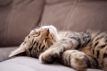 Young cat with tiger pattern fur sleeping on a couch. Total relaxation concept. Healthy sleep.
