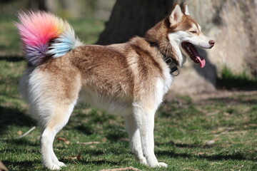 Naklejka na ściany i meble husky dog with rainbow tail