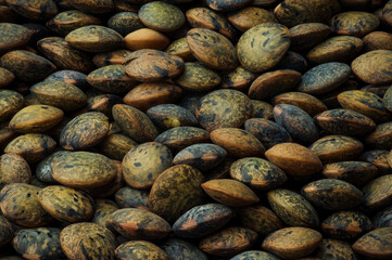 French green lentils (le puy green lentils PDO, AOC) (Lens esculenta puyensis ) top view macro detail backdrop close-up uncooked raw