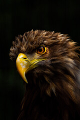 Hawk closeup