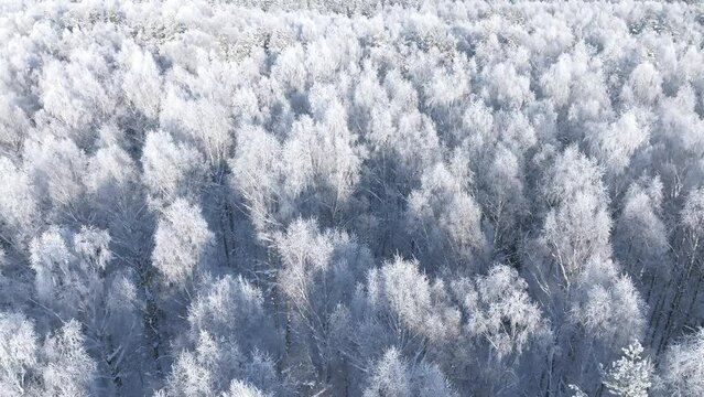 Forest in snow. Aerial view of a winter woods Snowy tree branch in a view of the winter forest