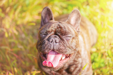 Fototapeta premium Portrait of a French brindle bulldog with black color. Dog on the background of green grass.
