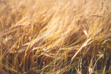 Beautiful shot of golden wheat rye field
