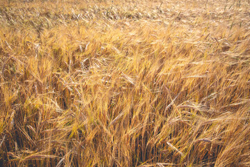 Beautiful shot of golden wheat rye field