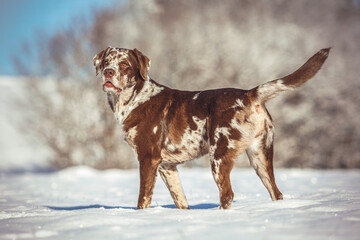Portrait of a happy leopard labrador retriever dog playing in the snow outdoors