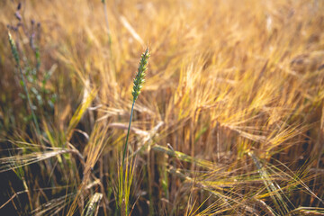 Beautiful shot of golden wheat rye field