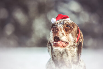 Portrait of a brown leopard labrador retriever dog in a festive christmas setting in front of a...