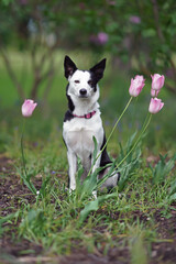 Adorable black and white short-haired Border Collie dog with a pink collar posing outdoors sitting on a green grass with pink tulips in summer