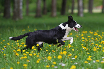 Active black and white short-haired Border Collie dog running fast on a green grass with yellow dandelion flowers in summer