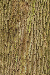 Full frame image of rough bark of a mighty old tree, useful as a natural background texture