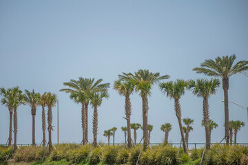 Plakat palm trees on the beach