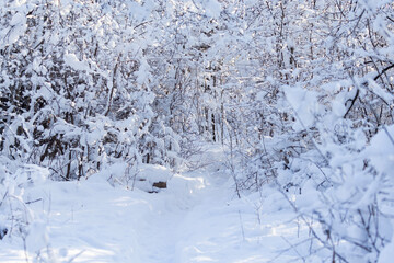 Forest cover in heavy snow in Quebec, Canada